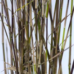 Bamboo Fargesia nitida 'Black Pearl'